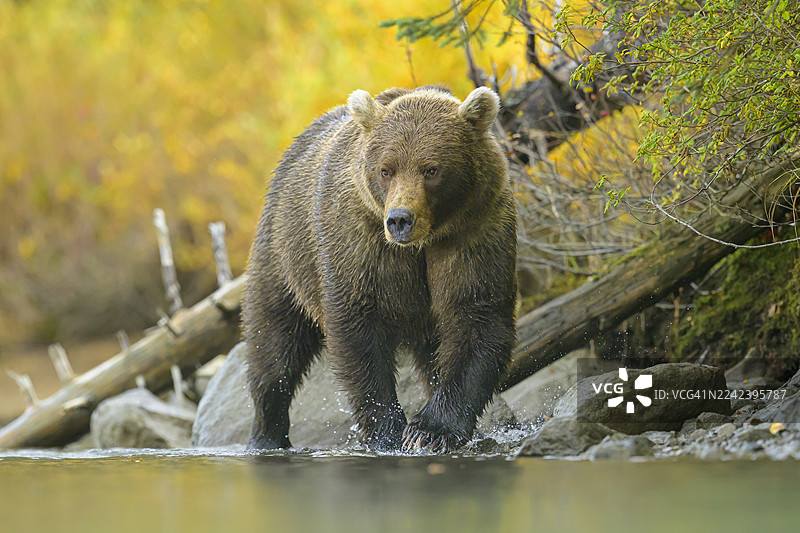 棕熊涉水走向镜头图片素材