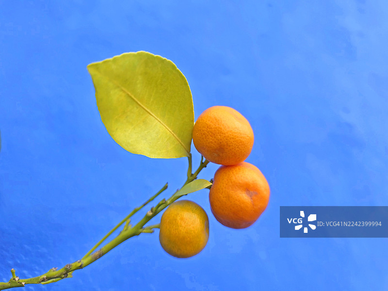 蓝底上的带果实的分支图片素材