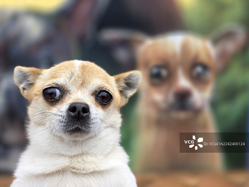 狗狗正面看向镜头的肖像照图片素材