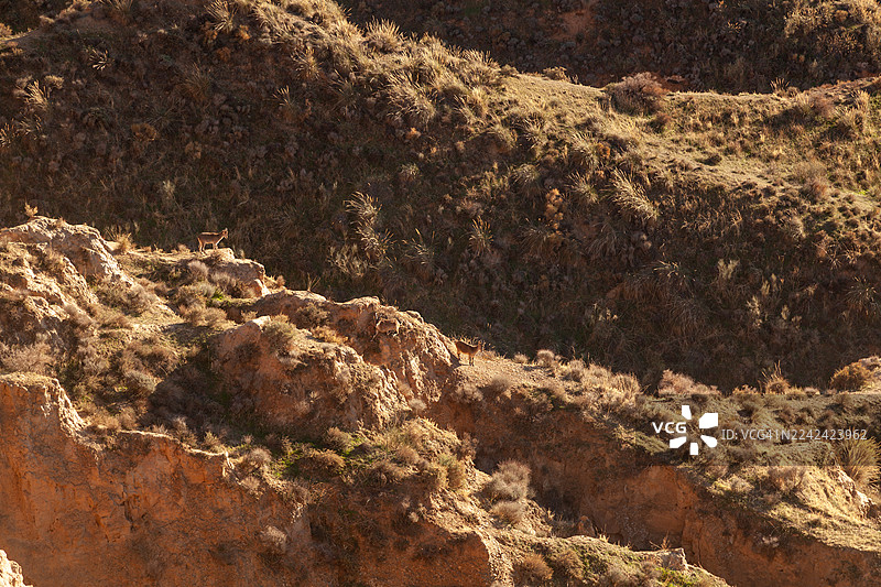 从世界尽头的观景点看到的がーでんの山羊图片素材