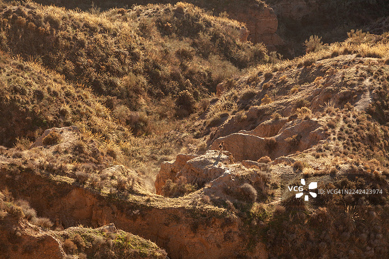 从世界尽头的观景点看到的，地质公园里的山羊。图片素材