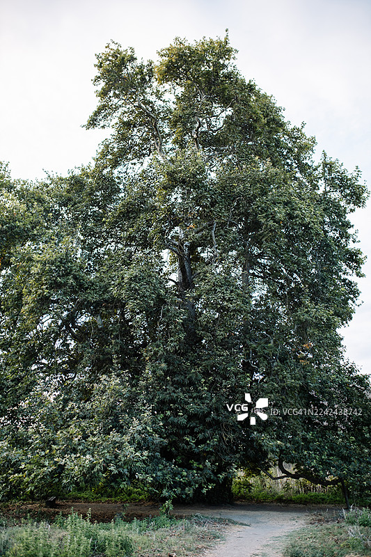 公园里，一条泥土小路旁，一棵枝繁叶茂的大型成熟梧桐树，树枝向四周伸展。图片素材