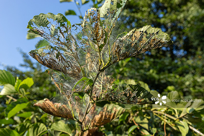 阳光明媚的花园树枝上，叶片受损，有毛毛虫虫害侵扰图片素材