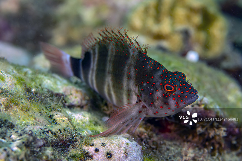 红斑鹰鱼图片素材