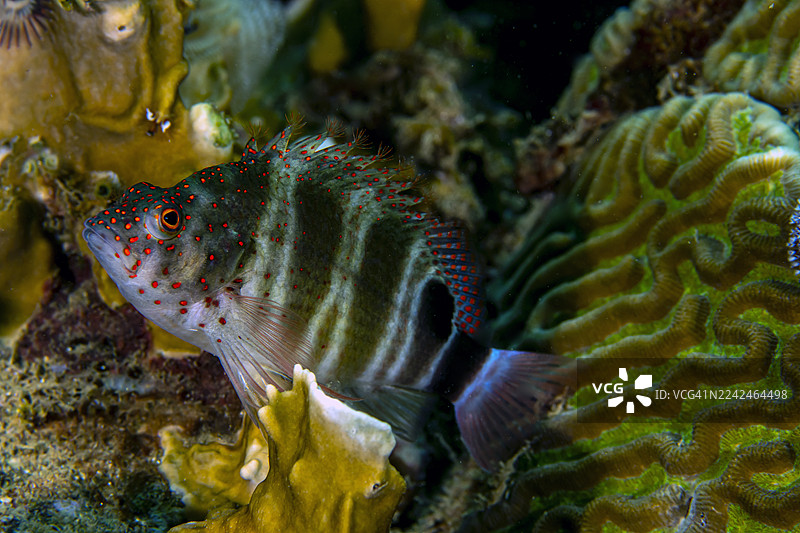 红斑鹰鱼图片素材