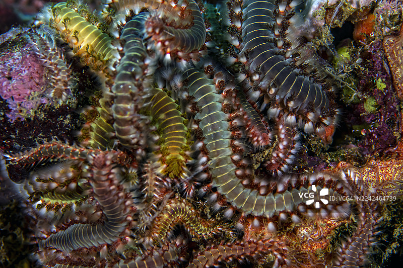 胡须火虫聚集图片素材