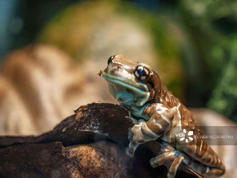 亚马逊牛奶蛙图片素材