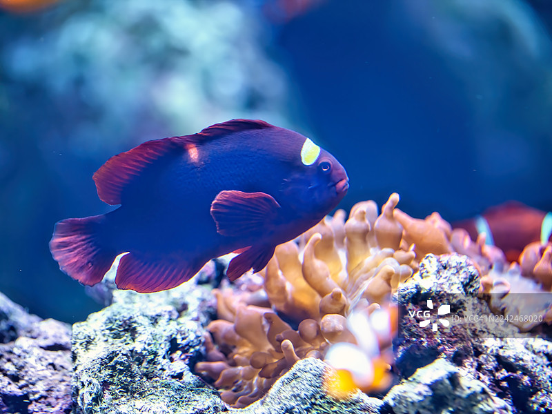 番茄小丑鱼图片素材