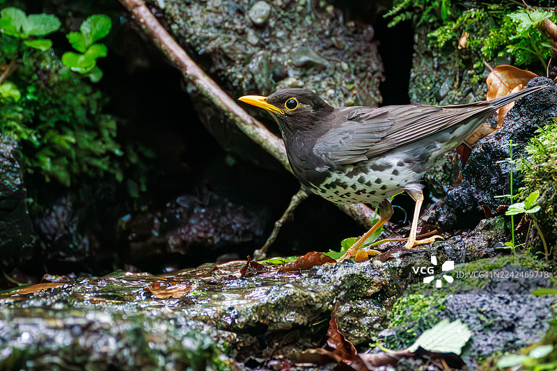 日本灰鸫，Turds cardis。在泉水中沐浴。野生鸟类。观鸟，日本山梨县富士吉田市大宝泉。- 2025图片素材