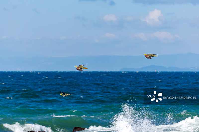 背景是高速公路和城镇景观。一群美丽的白腹绿鸠（Treron sieboldii）从山林飞入海浪，在大矶町（Oiso Town）的照崎海岸（Terugasaki Beach）摄取海水中矿物质。此照片拍摄于2025年。图片素材