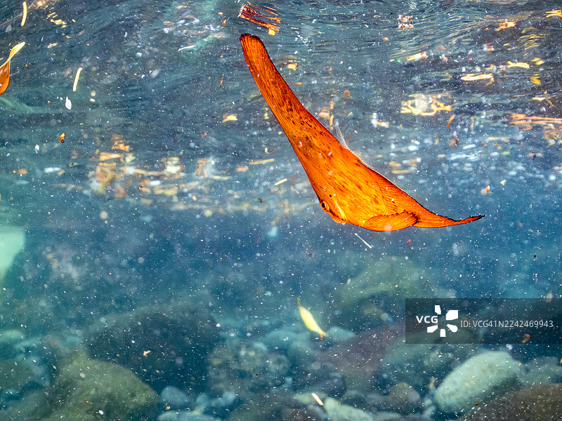 一群美丽的圆翅燕鱼（Platax orbicularis）在水面游动的半身照，以及其他鱼群。日本静冈县伊豆半岛南伊豆町中木港的Hirizo海滩 - 2025图片素材