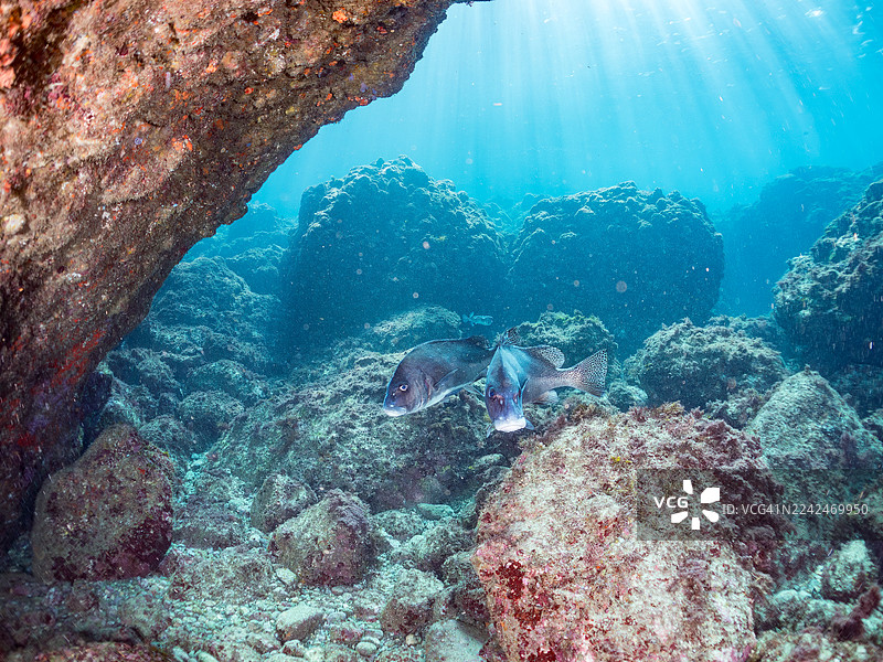 新月唇 the species Plectorhinchus cinctus,以及其他鱼类成群游弋于日本静冈县伊豆半岛南伊豆町中木港的Hirizo海滩(2025年)图片素材