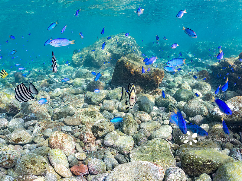 鹦鹉鱼、锯齿鲷、斑纹海葵鱼、黑斑海葵鱼、金鳞海葵鱼等鱼群，位于伊豆半岛南伊豆天国海滩中木港。图片素材