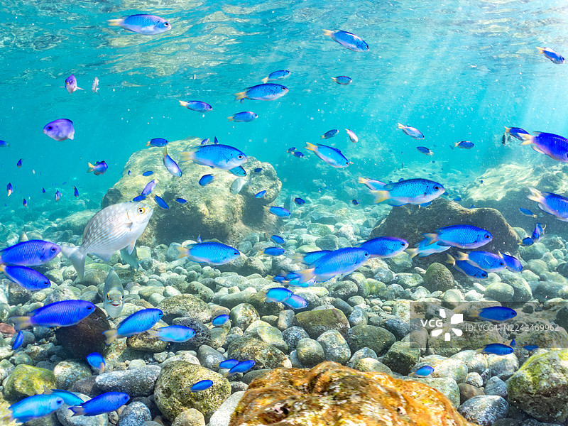鹦鹉鱼、斑鲹、斑鲹(Oplegnathus fasciatus)、幼鱼、蓝雀鲷、蓝雀鲷(Pomacentrus coelestis)、三带海葵鱼、三带海葵鱼(Abudefduf vaigiensis)、铜色舵柏鱼、铜色舵柏鱼(Kyphosus vaigiensis)及其他鱼类组成的鱼群。拍摄地点:南伊豆町中木港的Hirizo海滩,伊豆半岛。图片素材