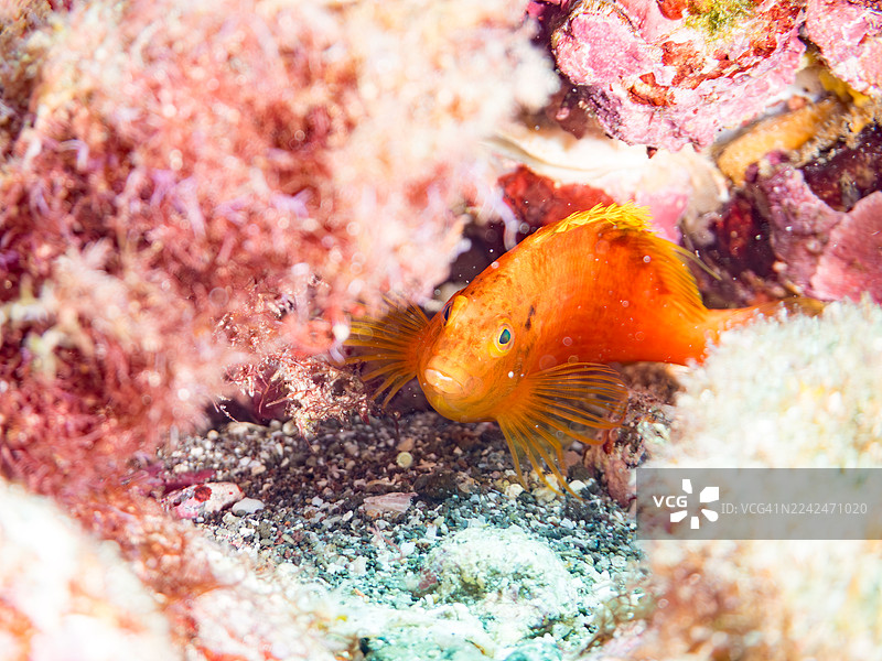 黄色海燕鱼 (Cirrhitichthys aureus)、橙杯珊瑚 (Tubastraea foulkneri)、海绵、幼鱼等。鱼群。日本静冈县伊豆半岛南伊豆町的Hirizo海滩、中木港 - 2025图片素材