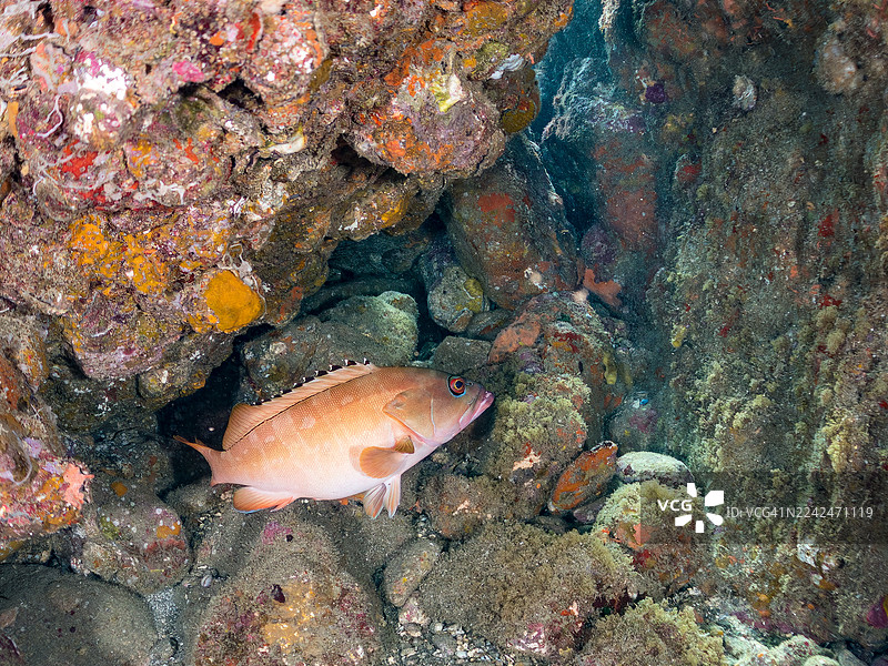 黑鳍石斑鱼，条纹石斑鱼。及其他。鱼群。日本静冈县伊豆半岛南伊豆町中木港 Hirizo 海滩 - 2025图片素材