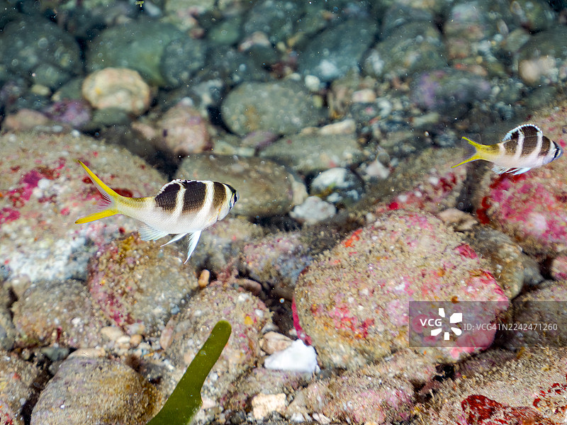 隆背大眼鯛（Monotaxis grandoculis）幼鱼。四带앞날개고기（Doederleini's cardinalfish, Ostorhinchus doederleini）、南橘纹앞날개고기（Ostorhinchus properuptus）及其他鱼类成群。平鱼海滩，中城港。图片素材