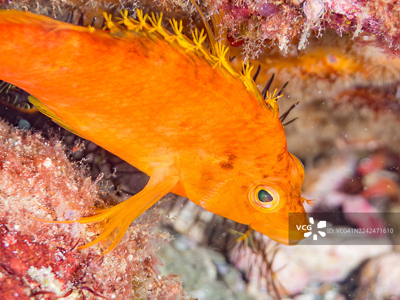 黄海雀鱼 (Cirrhitichthys aureus)，橘杯珊瑚 (Tubastraea foulkneri)，海绵，幼鱼，以及其他鱼群。日本静冈县伊豆半岛南伊豆町弘御滨海滩，中木港 - 2025图片素材