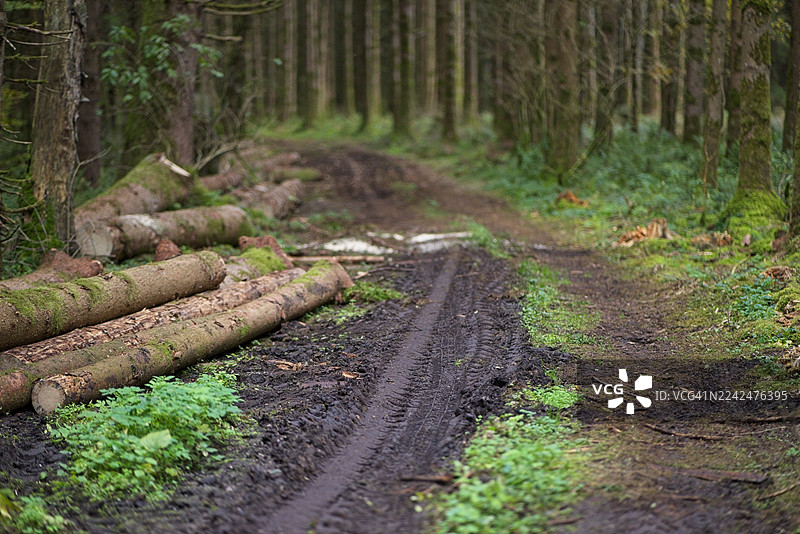 森林小径徒步道泥土路图片素材