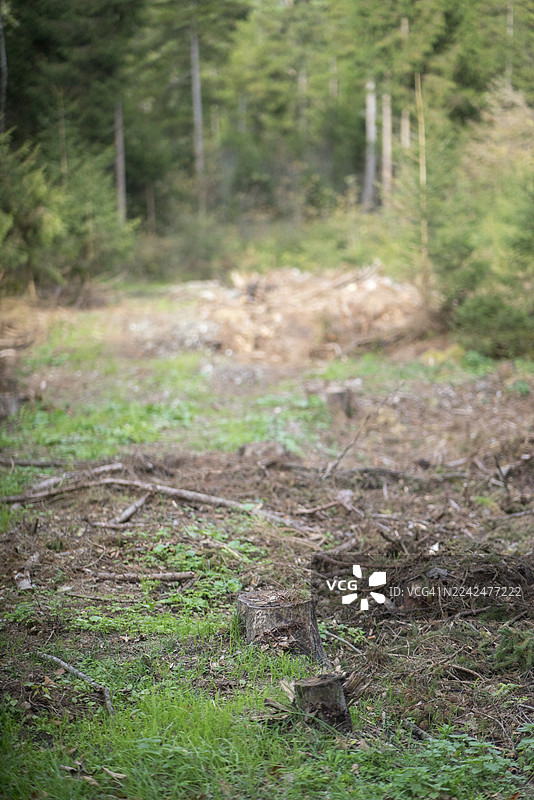 森林空地上正在伐木的树干图片素材