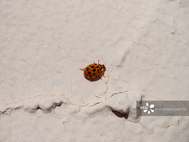 白色的水泥墙上的瓢虫图片素材