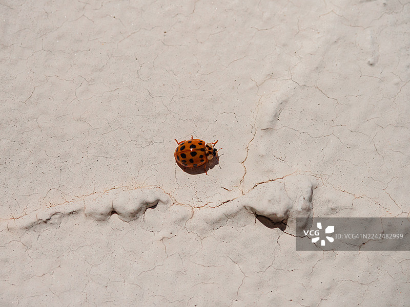 白色的水泥墙上的瓢虫图片素材