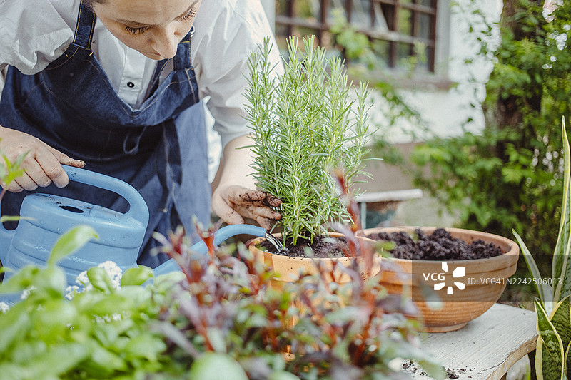 专注的中年高加索女性正在花园里重新种植迷迭香图片素材
