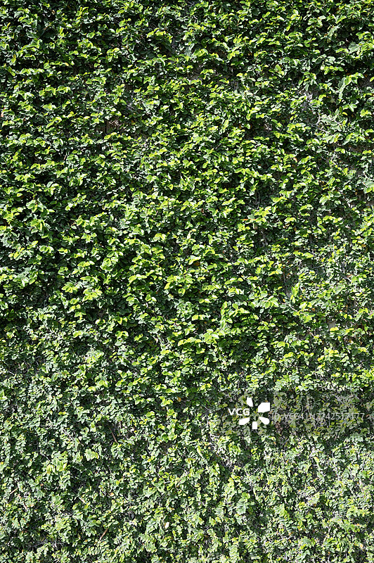 全景纹理，逼真的绿色叶子无缝背景图片素材