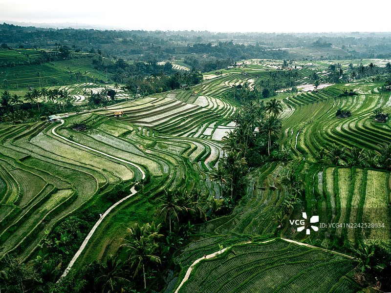 印度尼西亚巴厘岛塔巴南的 Jatiluwih 稻田梯田图片素材