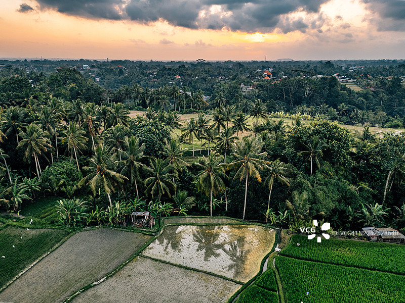 日落时分巴厘岛稻田和棕榈树的航拍景象图片素材