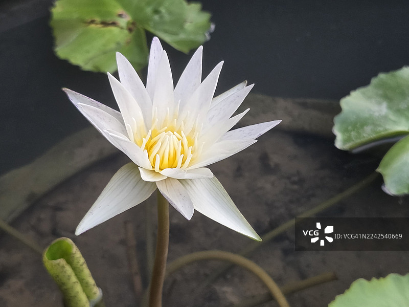 睡莲，睡莲科，印度豆，莲属，莲科，池塘中的花朵，大花，椭圆形花蕾，花瓣末端粉红色渐尖，花瓣中心饱满，绿色大叶子，长茎，水池中的自然背景图片素材
