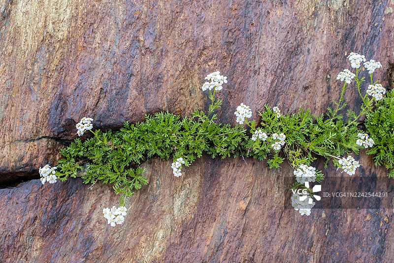 岩石上生长的黑蓍草 (Achillea atrata)图片素材