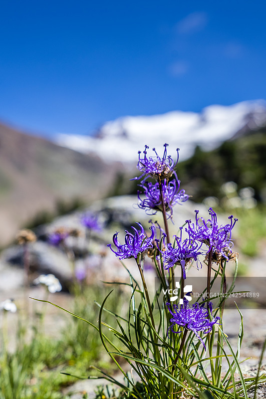 球状桔梗（Phyteuma hemisphaericum）图片素材