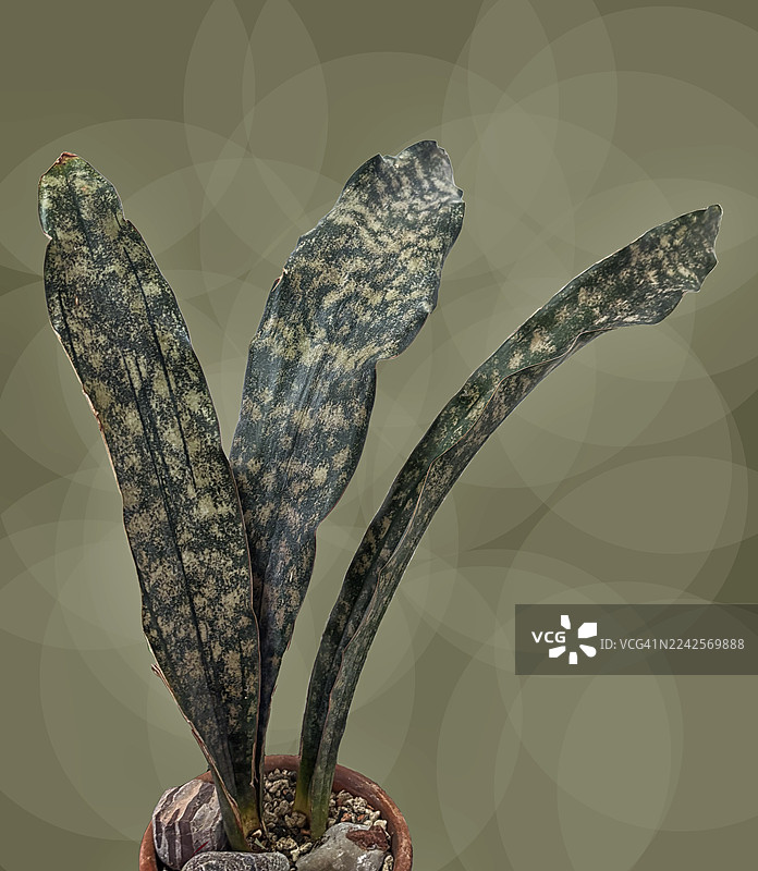 斑点叶片的虎尾兰'Coppertone'。绿色背景。图片素材