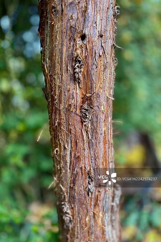海岸红杉（Sequoia Sempervirens）树桩特写图片素材