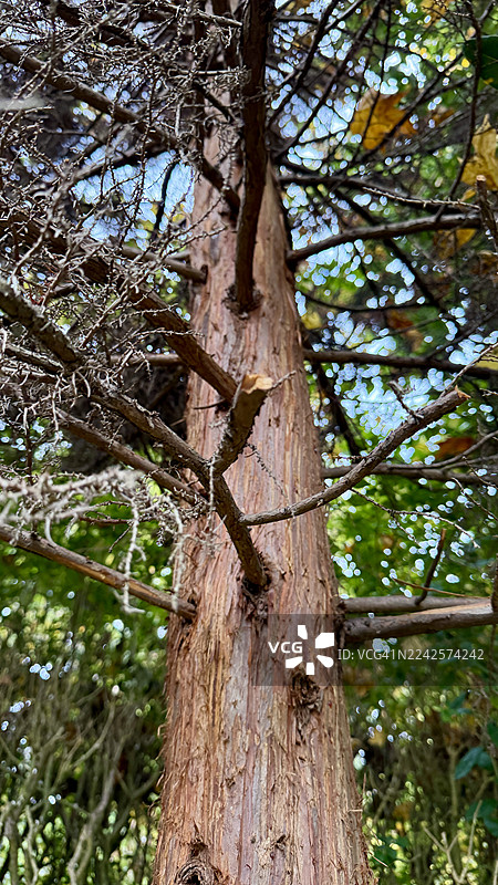 特写镜头下的西部红柏（侧柏）树干图片素材