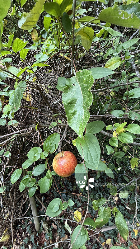 特写镜头下，日本忍冬（Lonicera japonica）丛中生长着一棵苹果树（Malus Pumila），上面结着红苹果。图片素材