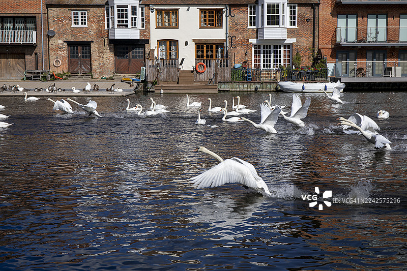 温莎泰晤士河畔的清晨图片素材