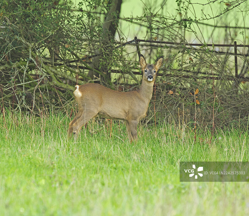 欧洲狍 [Capreolus capreolus] 雌鹿图片素材