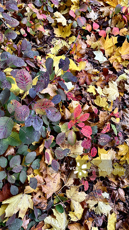 特写镜头下，杂草丛生的花园小径上覆盖着各种落叶，包括枫叶和烟树灌木（Continus coggygria）的叶子。图片素材