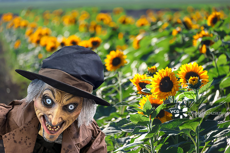 向日葵田里的僵尸图片素材