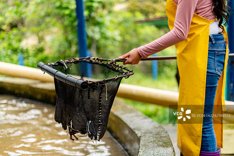 特写：一位农民在鳟鱼养殖场钓鱼图片素材