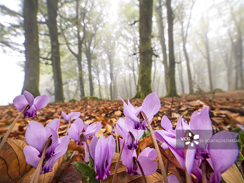 蒙特西米诺的古老山毛榉森林图片素材