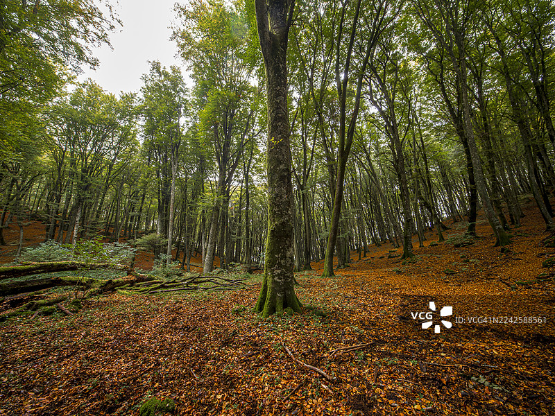 蒙特西米诺的古老山毛榉森林图片素材