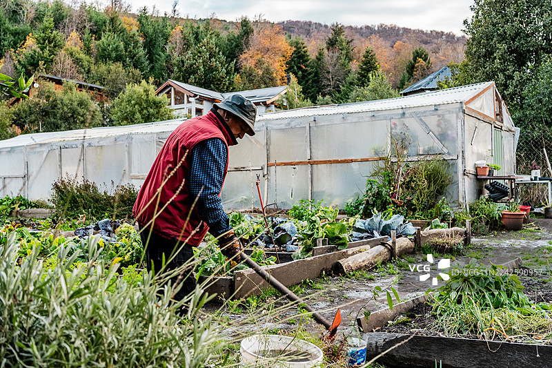 阿根廷圣马丁德洛斯安第斯地区，一位老年农民在农场收获蔬菜图片素材
