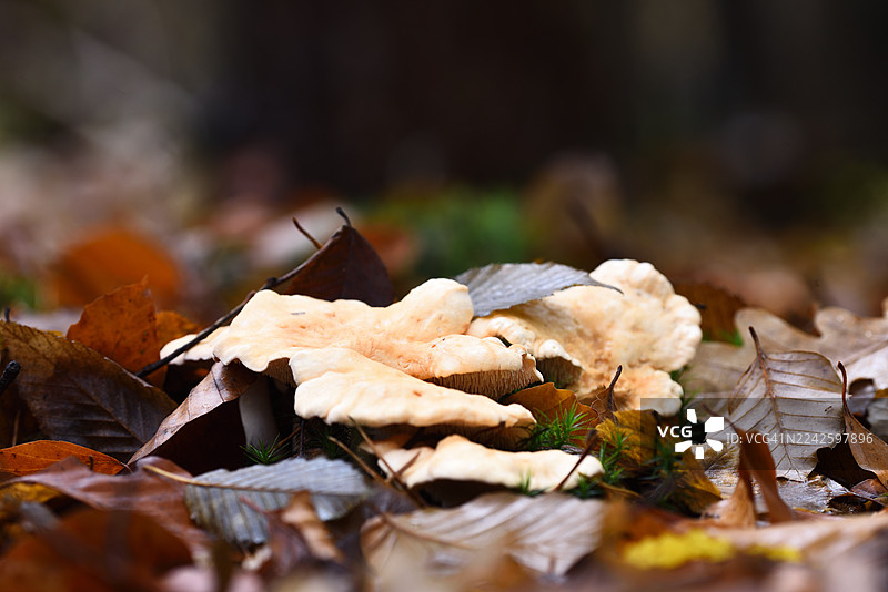 假芝麻菌图片素材