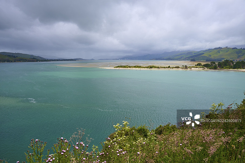 新西兰南岛但尼丁奥塔哥哈灵顿角泰阿罗阿角，前景为盛开的植物，天空多云，一望无际的海湾景色图片素材