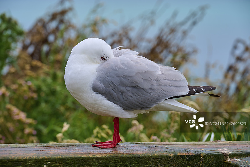 红嘴鸥(Chroicocephalus scopulinus),闭着眼睛,在植物环绕的木制栏杆上静止站立,位于新西兰南岛但尼丁哈灵顿角泰阿罗阿角。图片素材