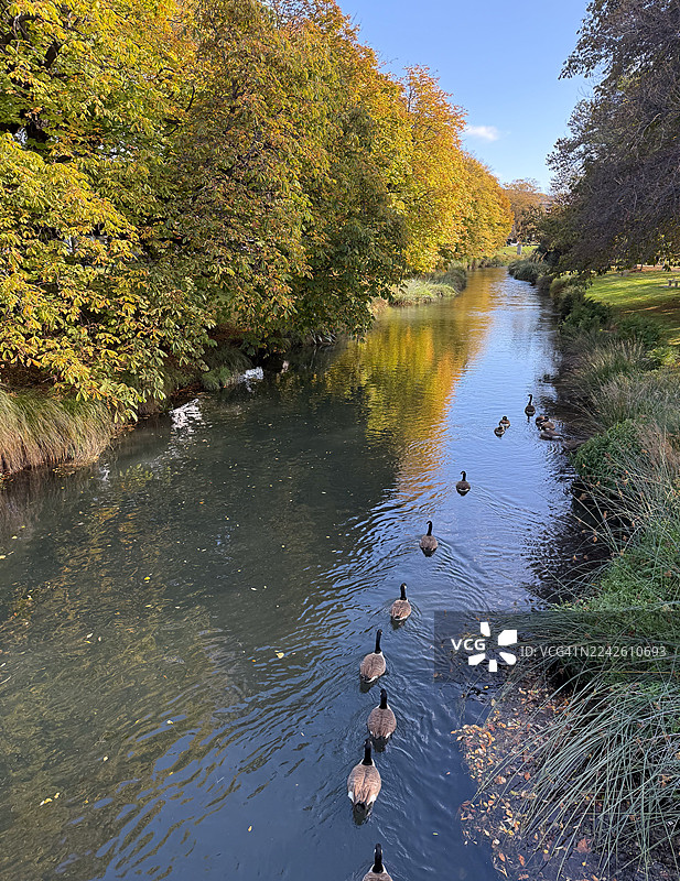 新西兰基督城植物园艾芳河上，一群加拿大雁游动的背影图片素材