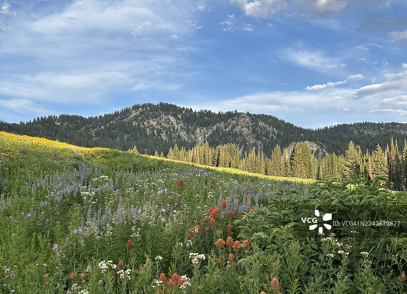 夏季野花在犹他州美国小科顿伍德峡谷阿尔塔的山区生长图片素材
